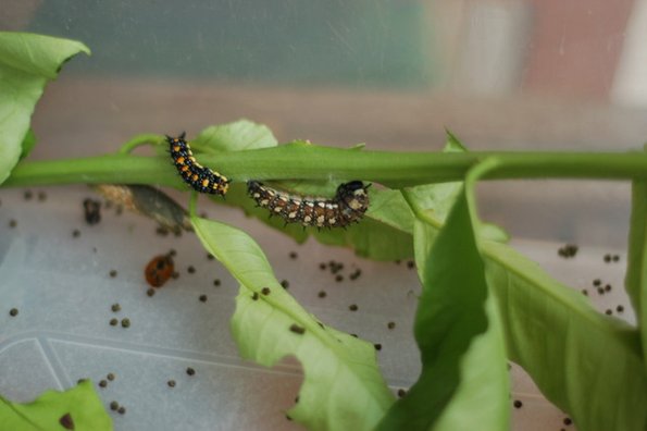 Caterpillars