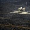 The devastation of yesterdays South Gippsland fires, cattle in a burnt out paddock in Warragul.