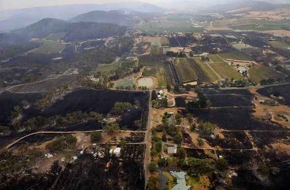 Destroyed vineyards  in the Yarra Valley after fire  ripped through.